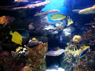 Colorful and vibrant aquarium life clipart