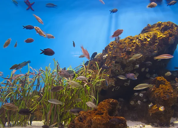 Vie d'aquarium colorée et vibrante — Photo