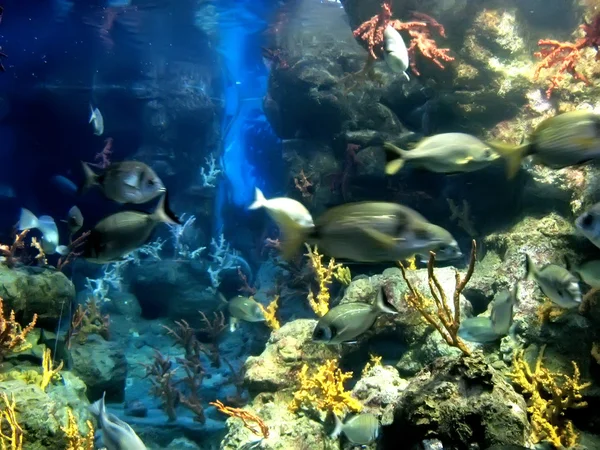 Colorful and vibrant aquarium life — Stock Photo, Image