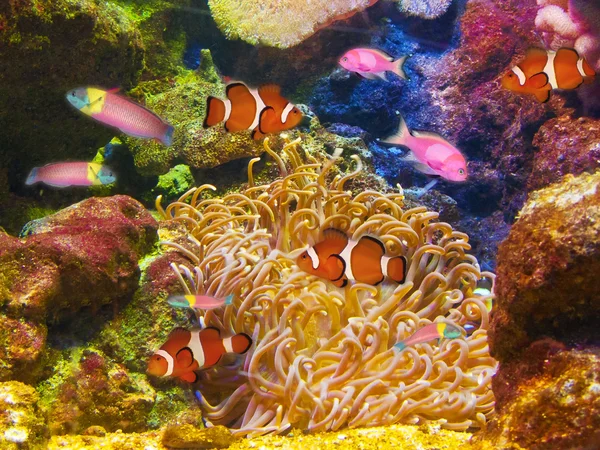 Színes és élénk akvárium élet — Stock Fotó