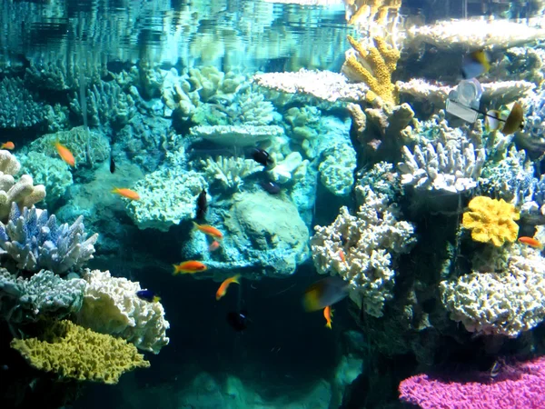 Vida de acuario colorida y vibrante — Foto de Stock
