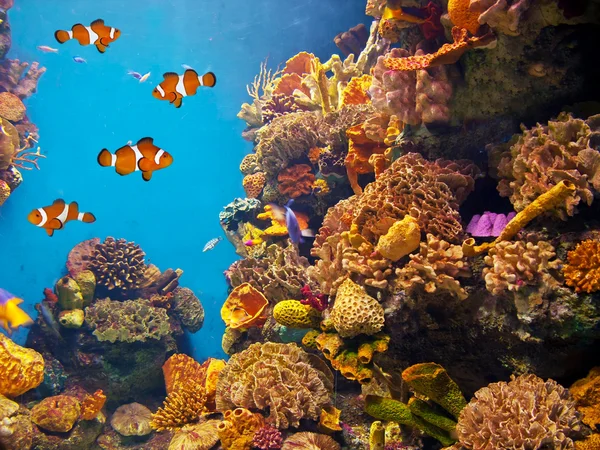 Colorful and vibrant aquarium life — Stock Photo, Image