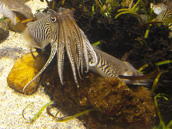 Aquarium — Stock Photo, Image