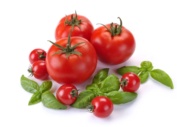 Listy bazalkou a rajčaty — Stock fotografie