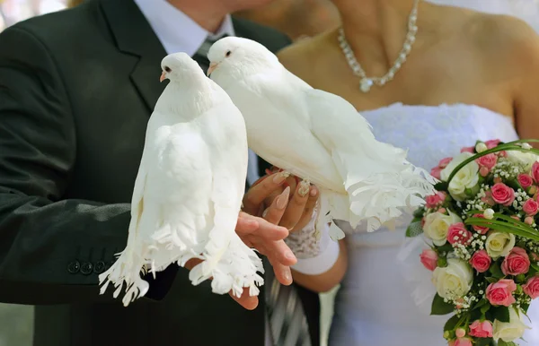 stock image Pigeons and the bride and groom