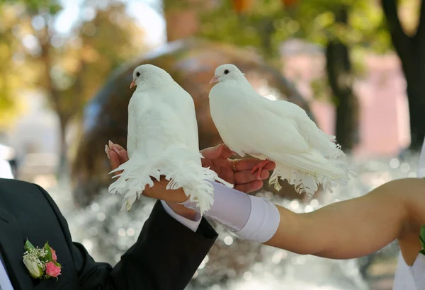 Pombos e noiva e noivo — Fotografia de Stock