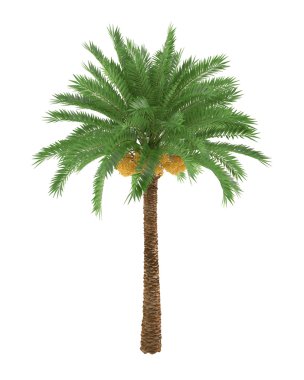 Palm tree isolated on white background clipart