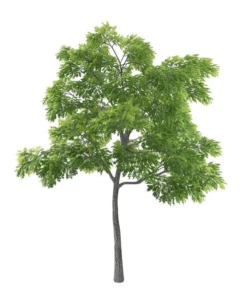 Grüner Baum isoliert auf weißem Hintergrund — Stockfoto