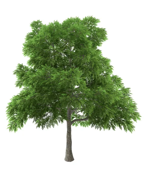 Grüner Baum isoliert auf weißem Hintergrund — Stockfoto