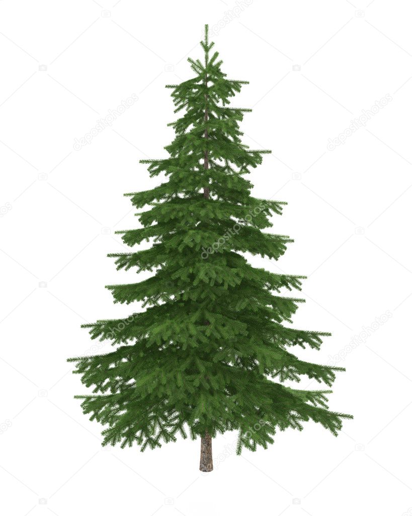 Pine fir tree isolated on white background