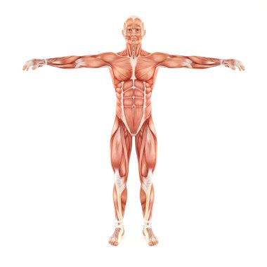 Man muscles anatomy isolated on white background clipart