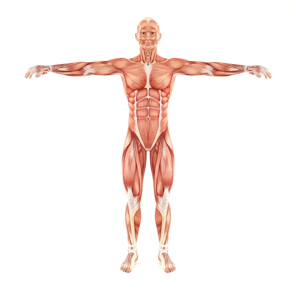 흰색 바탕에 고립 된 남자 근육 해부학 — 스톡 사진