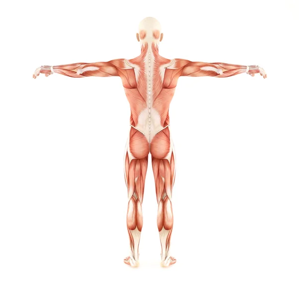 Homem músculos anatomia isolada no fundo branco — Fotografia de Stock