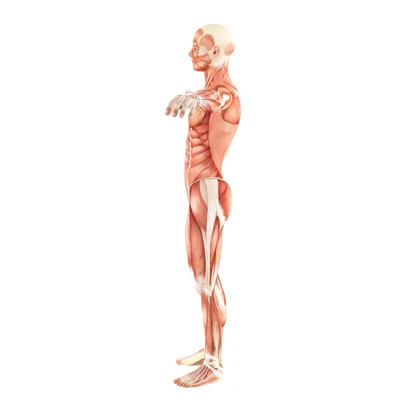 Uomo muscoli anatomia isolato su sfondo bianco — Foto Stock