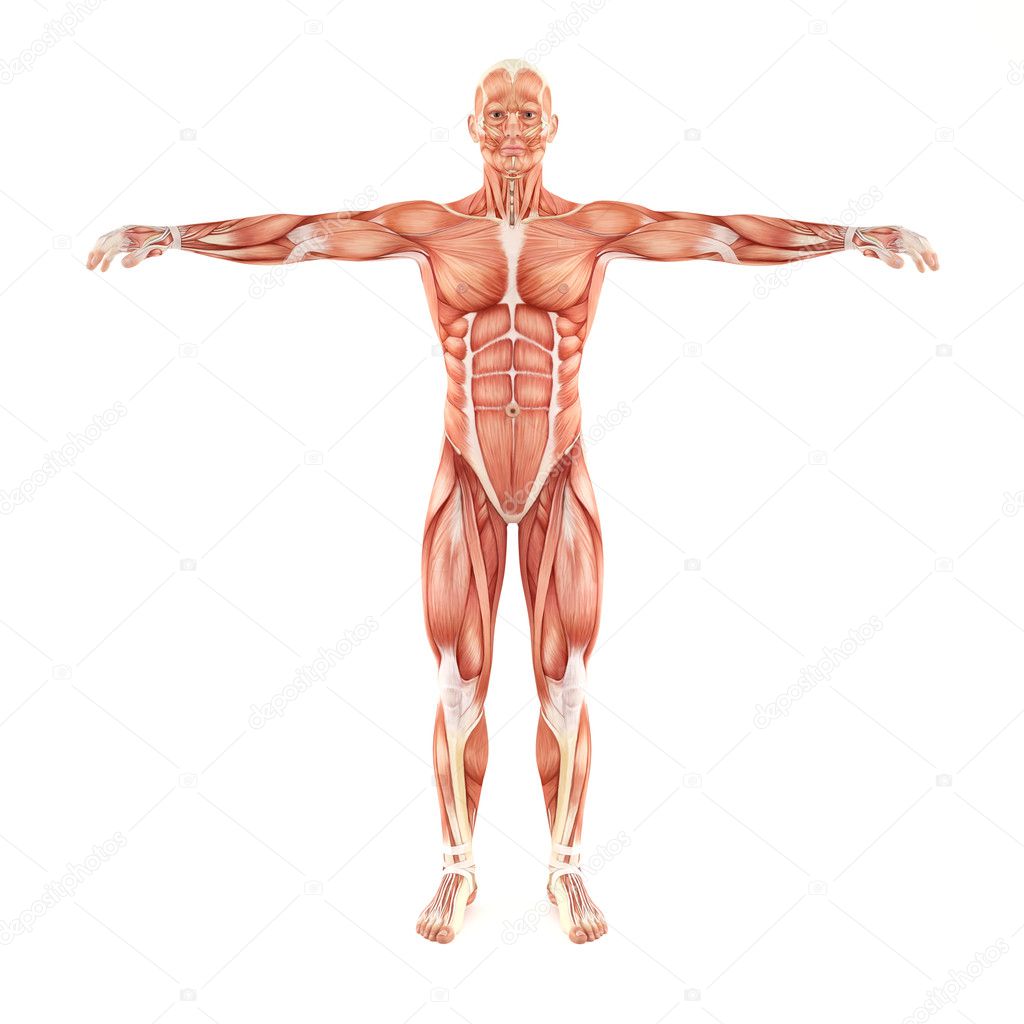 Man muscles anatomy isolated on white background