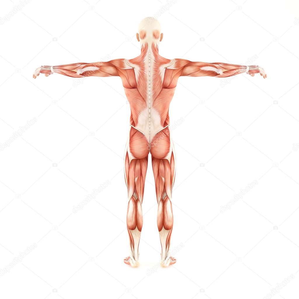 Man muscles anatomy isolated on white background