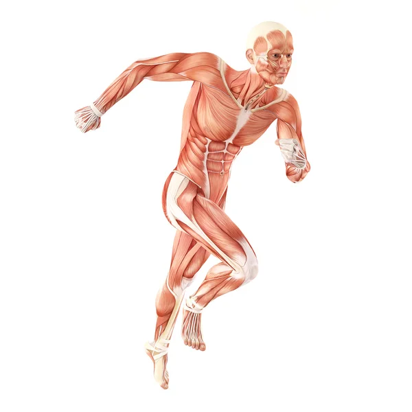 Laufen Mann Muskeln Anatomie-System isoliert auf weißem Hintergrund — Stockfoto