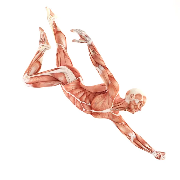 Άνθρωπος μυών ανατομία σύστημα που απομονώνονται σε λευκό φόντο. πτήση πόζα — Φωτογραφία Αρχείου