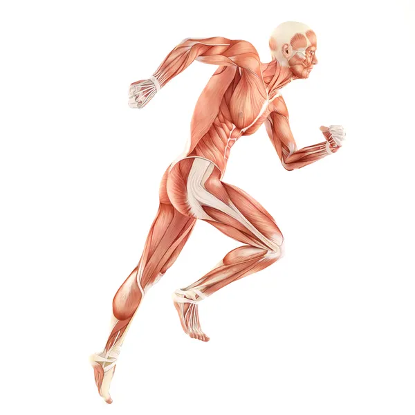 Running man spieren anatomie systeem geïsoleerd op witte achtergrond — Stockfoto