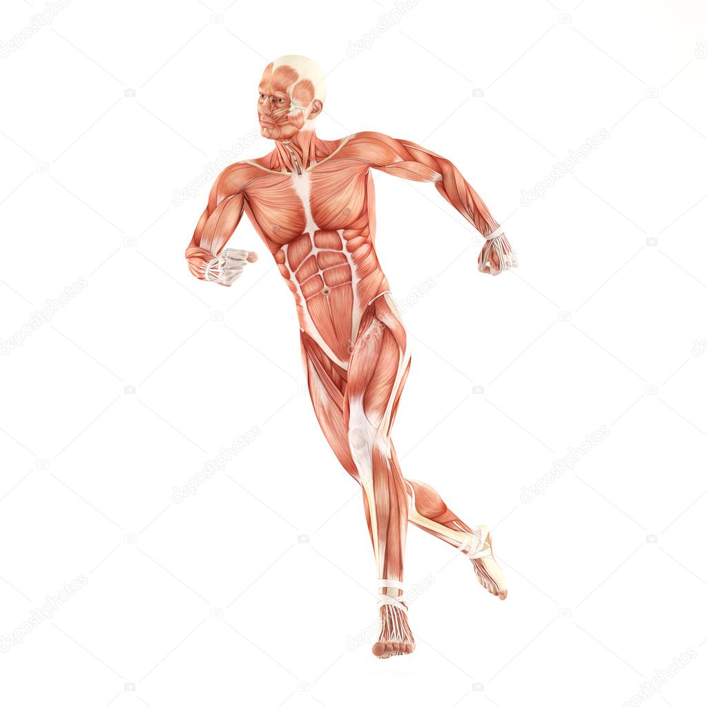 Running man muscles anatomy system isolated on white background