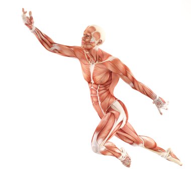 Man muscles anatomy system isolated on white background. Flight pose clipart