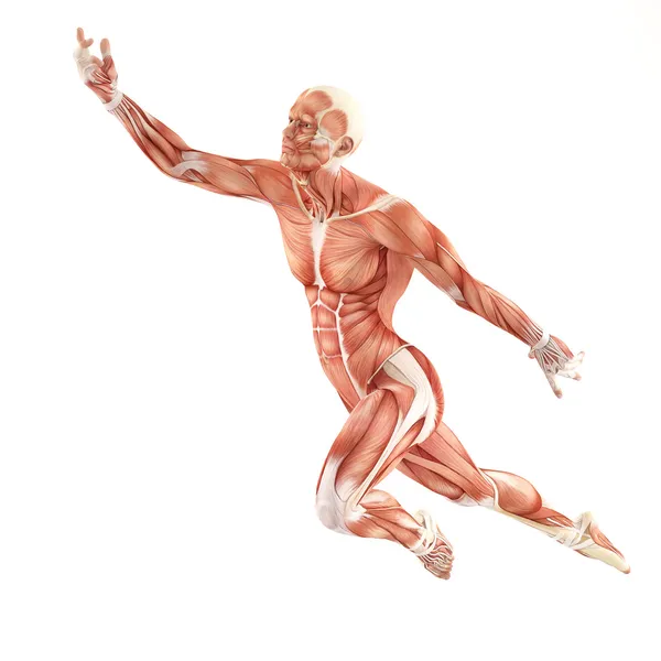 Système anatomique des muscles de l'homme isolé sur fond blanc. Pose de vol — Photo