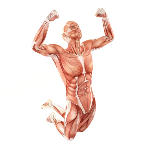 Mann Muskeln Anatomie-System isoliert auf weißem Hintergrund. Sprungpose — Stockfoto