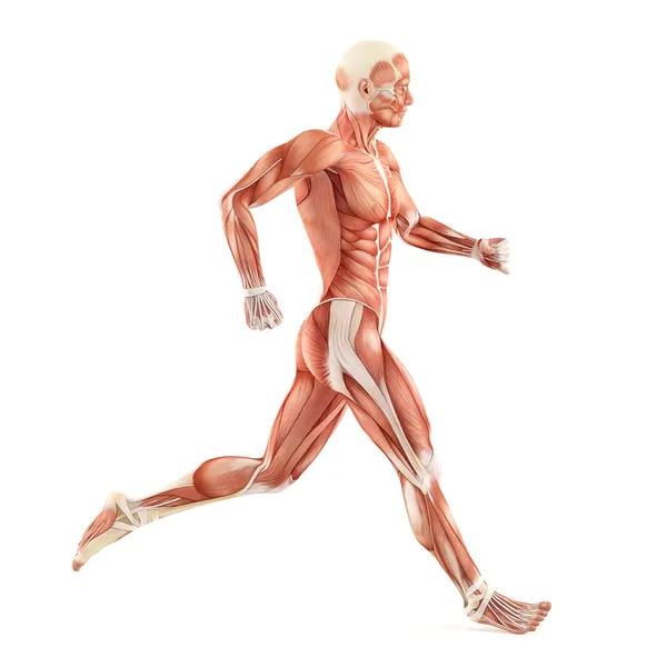 Laufen Mann Muskeln Anatomie-System isoliert auf weißem Hintergrund — Stockfoto