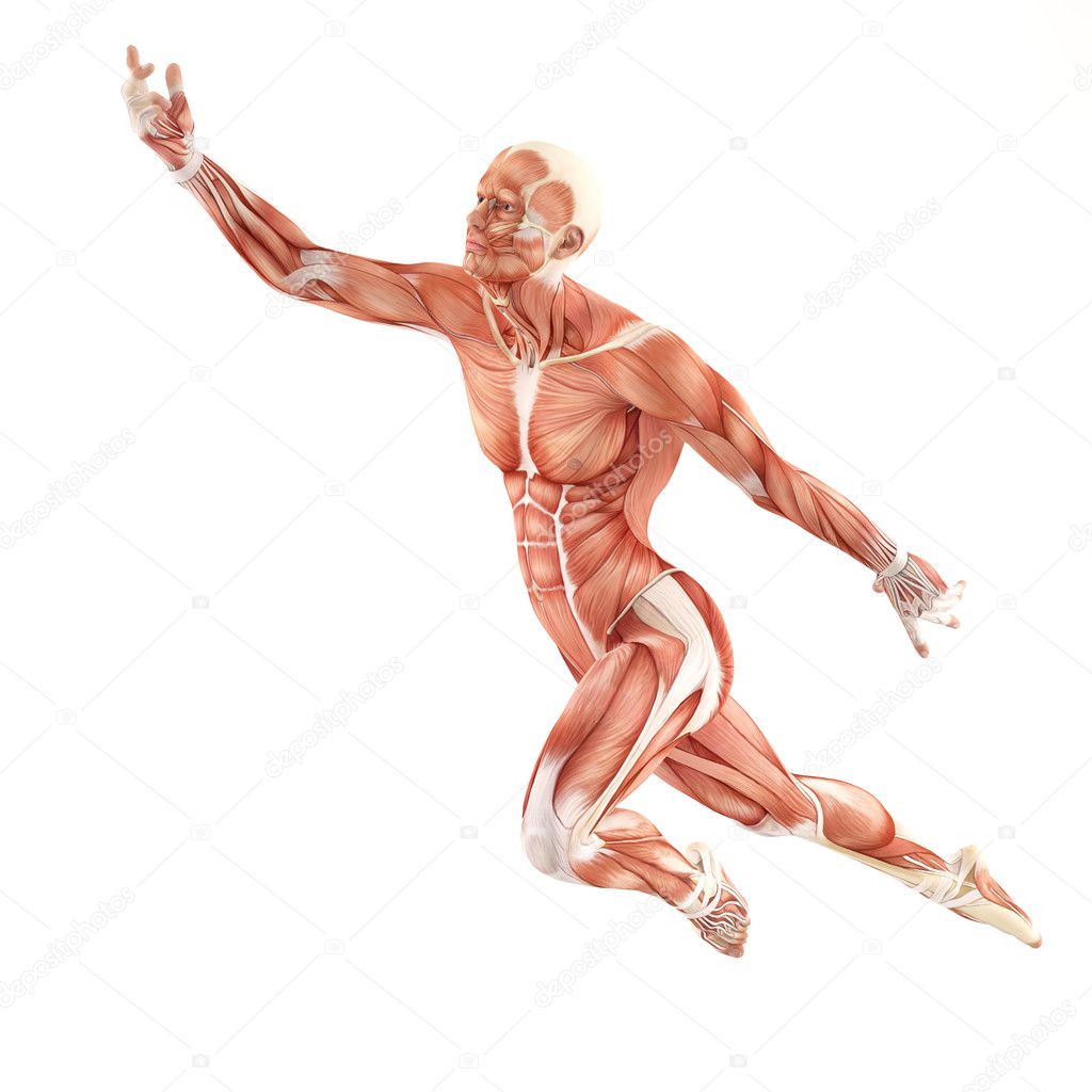 Man muscles anatomy system isolated on white background. Flight pose