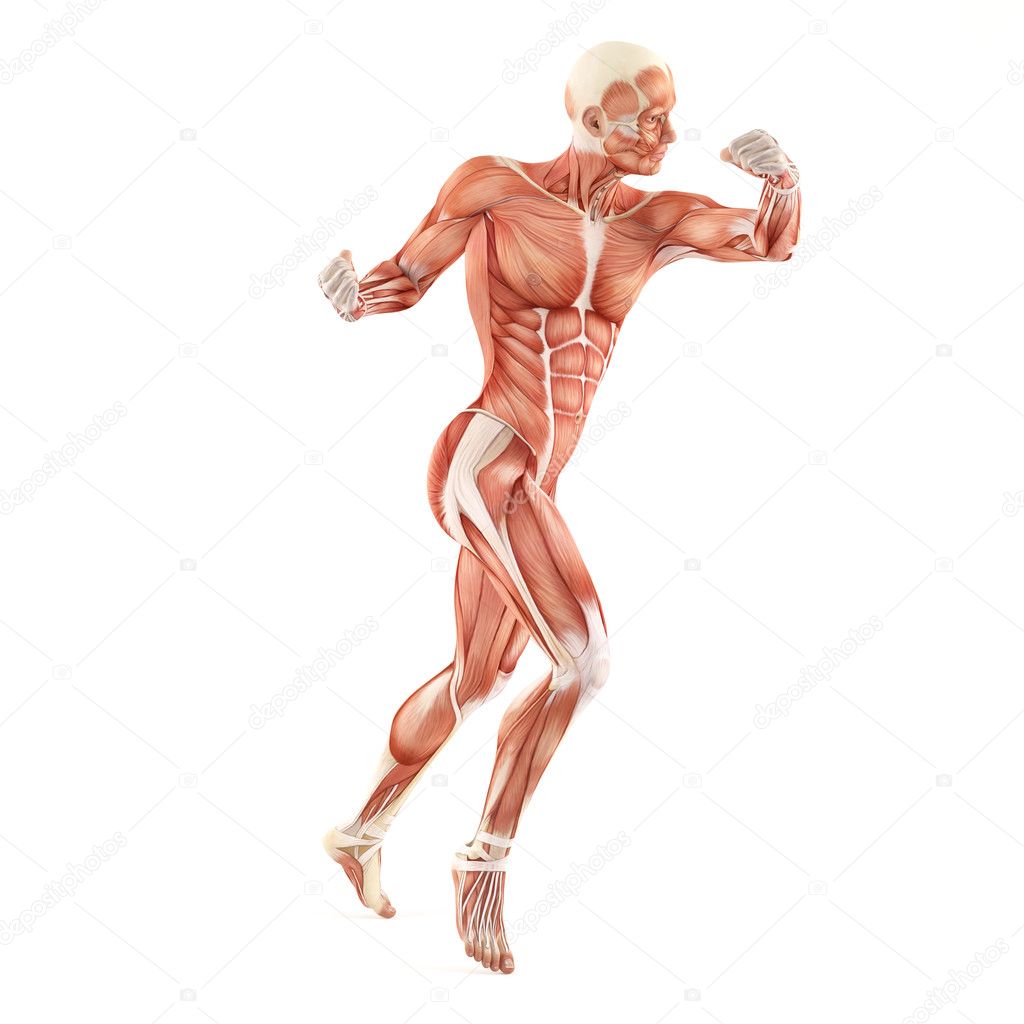 Fighting man muscles anatomy system isolated on white background