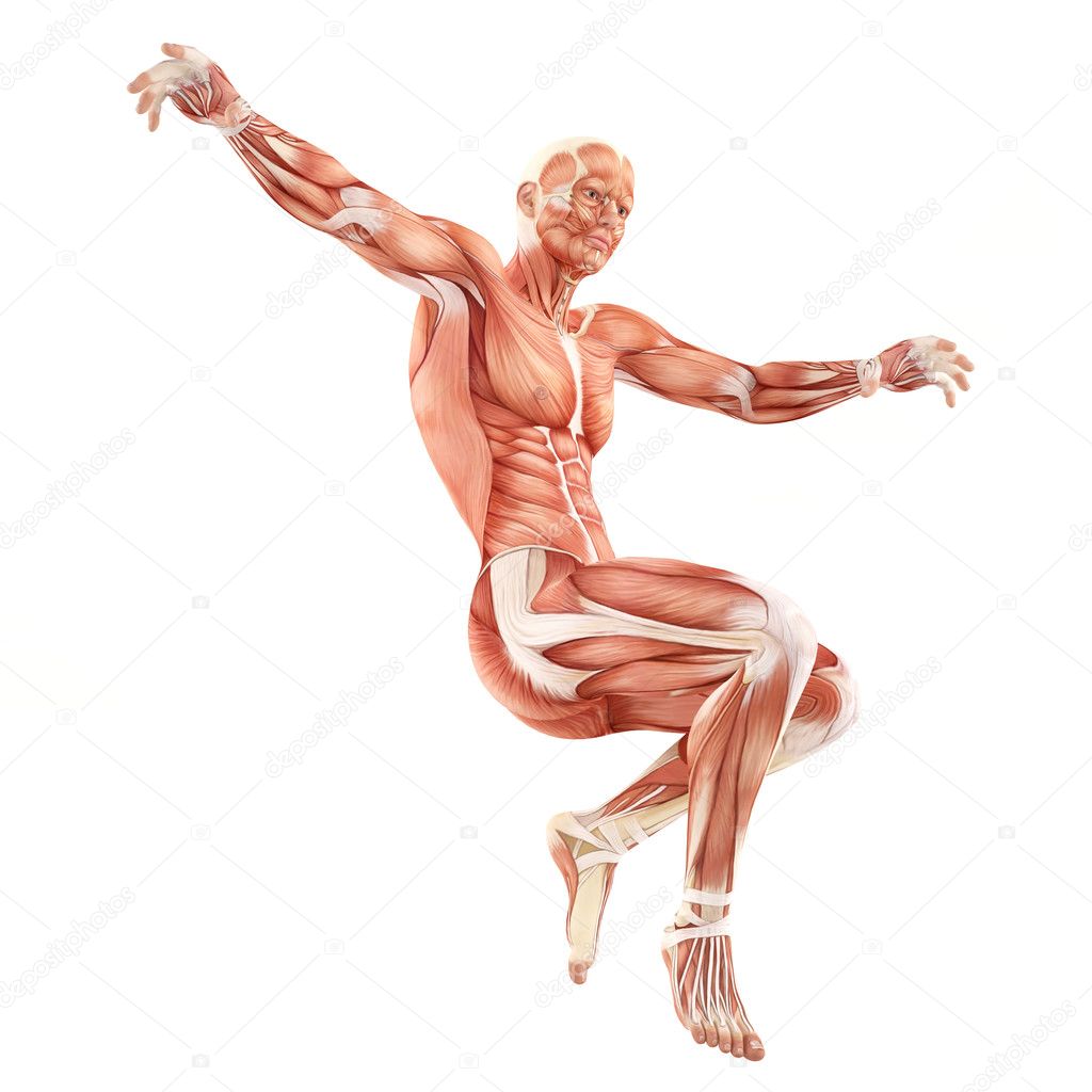 Man muscles anatomy system isolated on white background. Jump flight pose