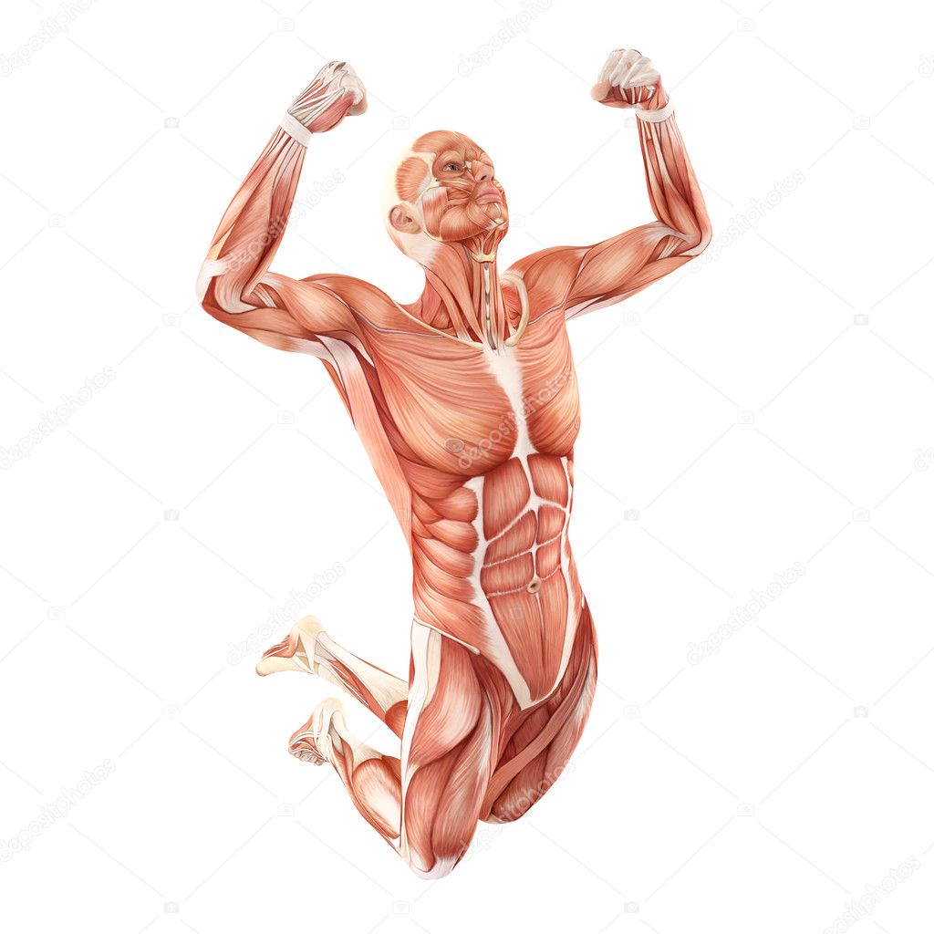 Man muscles anatomy system isolated on white background. Jump pose