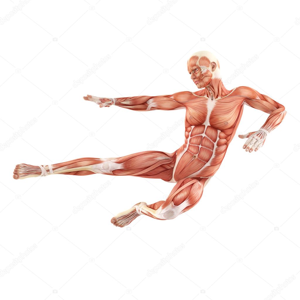 Fighting man muscles anatomy system isolated on white background