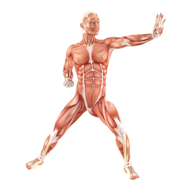 Combattere uomo muscoli anatomia sistema isolato su sfondo bianco — Foto Stock