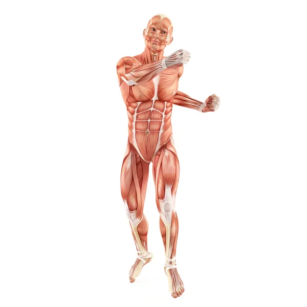 Vechtsysteem man spieren anatomie geïsoleerd op witte achtergrond — Stockfoto