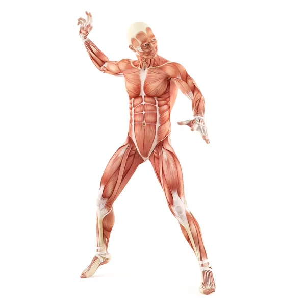 Beyaz arka plan üzerinde izole mücadele adam kas anatomisi sistemi — Stok fotoğraf