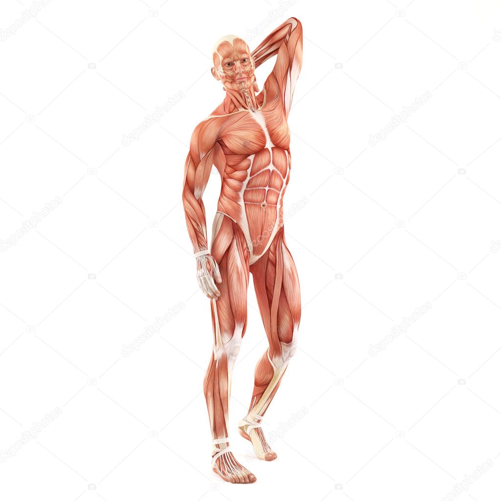 Man muscles anatomy system isolated on white background. Standing pose