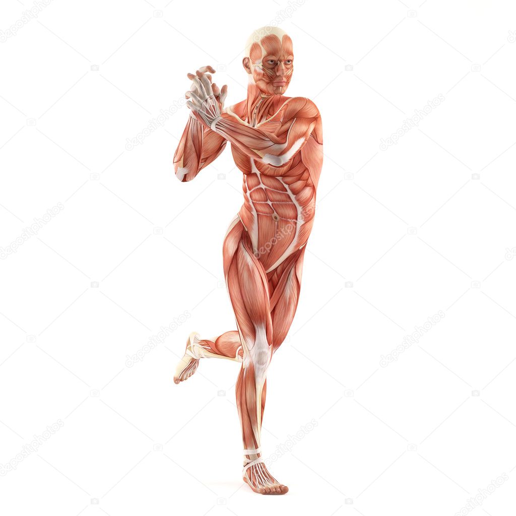 Man muscles anatomy system isolated on white background