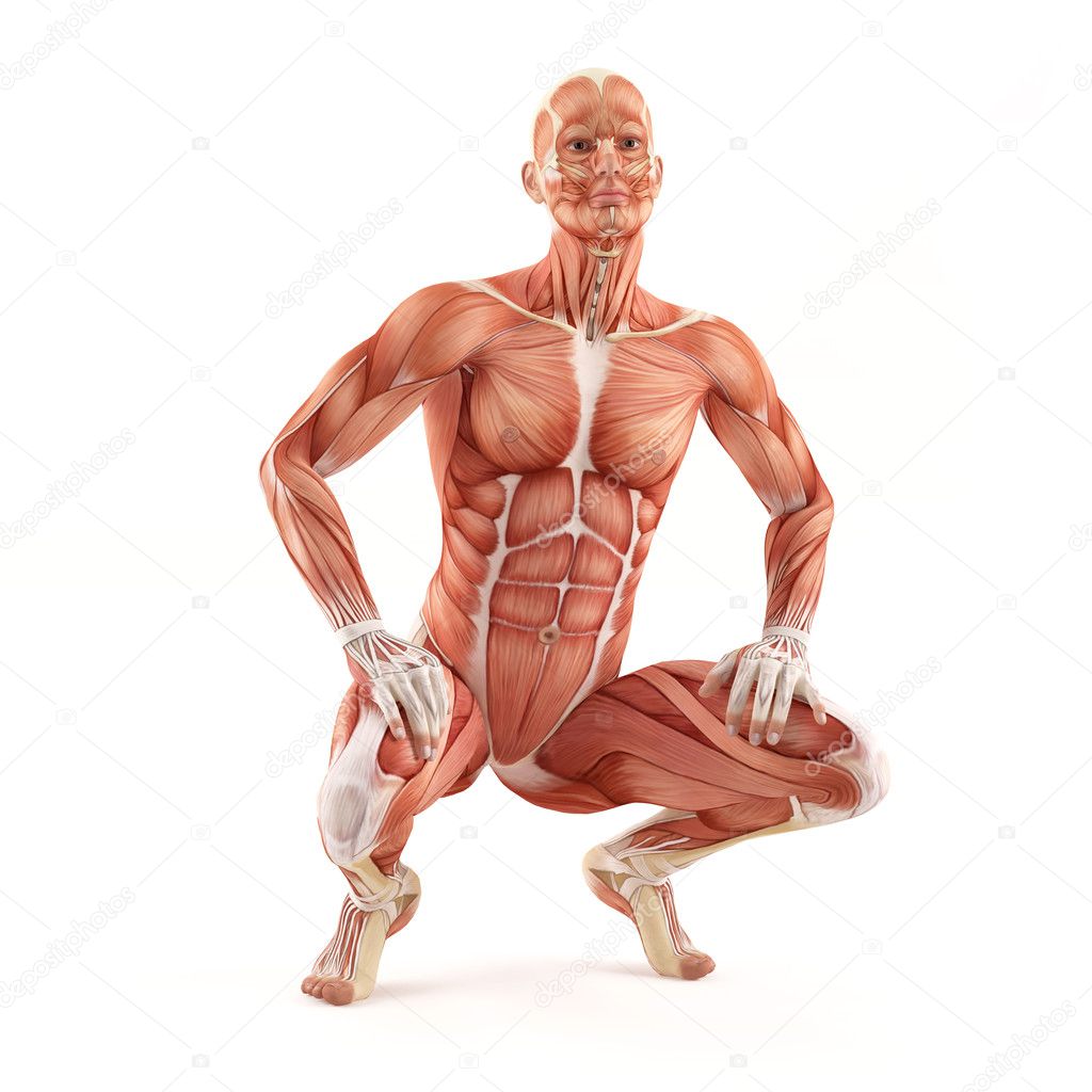 Man muscles anatomy system isolated on white background. Sitting pose