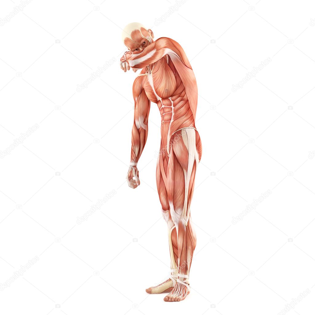 Man muscles anatomy system isolated on white background. Hide standing pose
