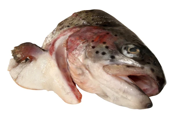 stock image Head fish salmon