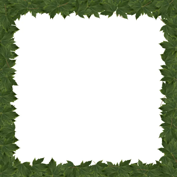 Marco hojas verdes — Foto de Stock