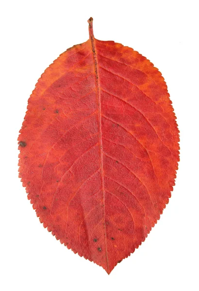 Red leaves — Stock Photo, Image
