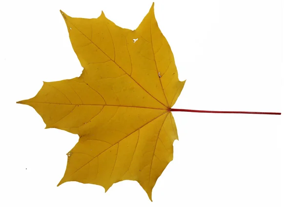 Осенние жёлтые листья — стоковое фото