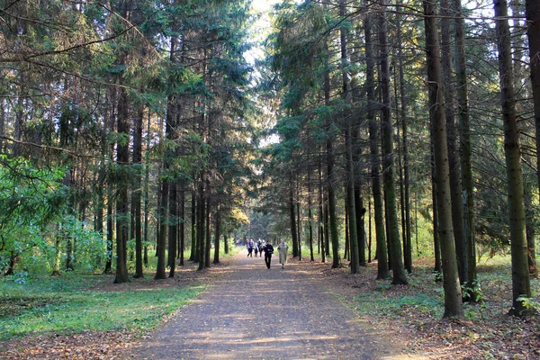 ağaç, sonbahar