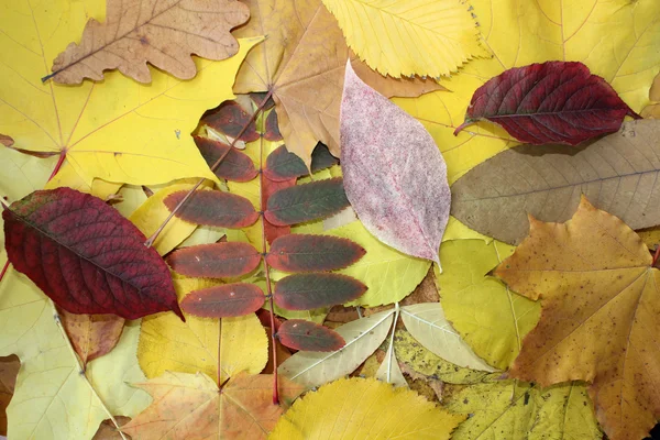 Hromady listí — Stock fotografie