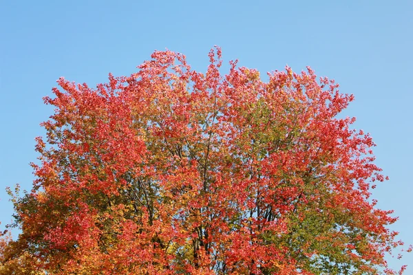 stock image Autumn,leaf