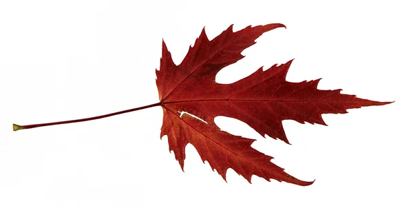 Rote Blätter — Stockfoto
