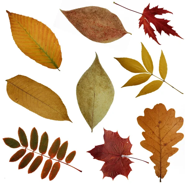 Alcune foglie d'autunno — Foto Stock