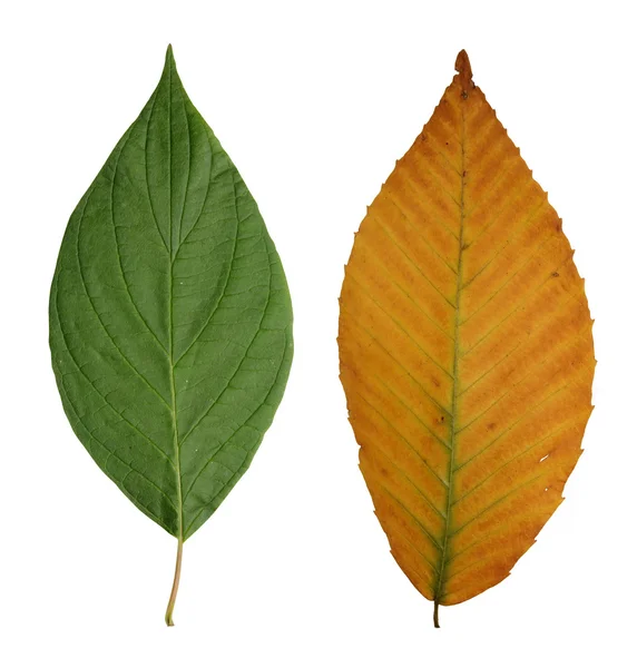 Green and yellow leaves — Stock Photo, Image